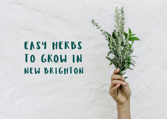 Fill Your Garden and Your Plate - Easy Herbs to Grow in New Brighton